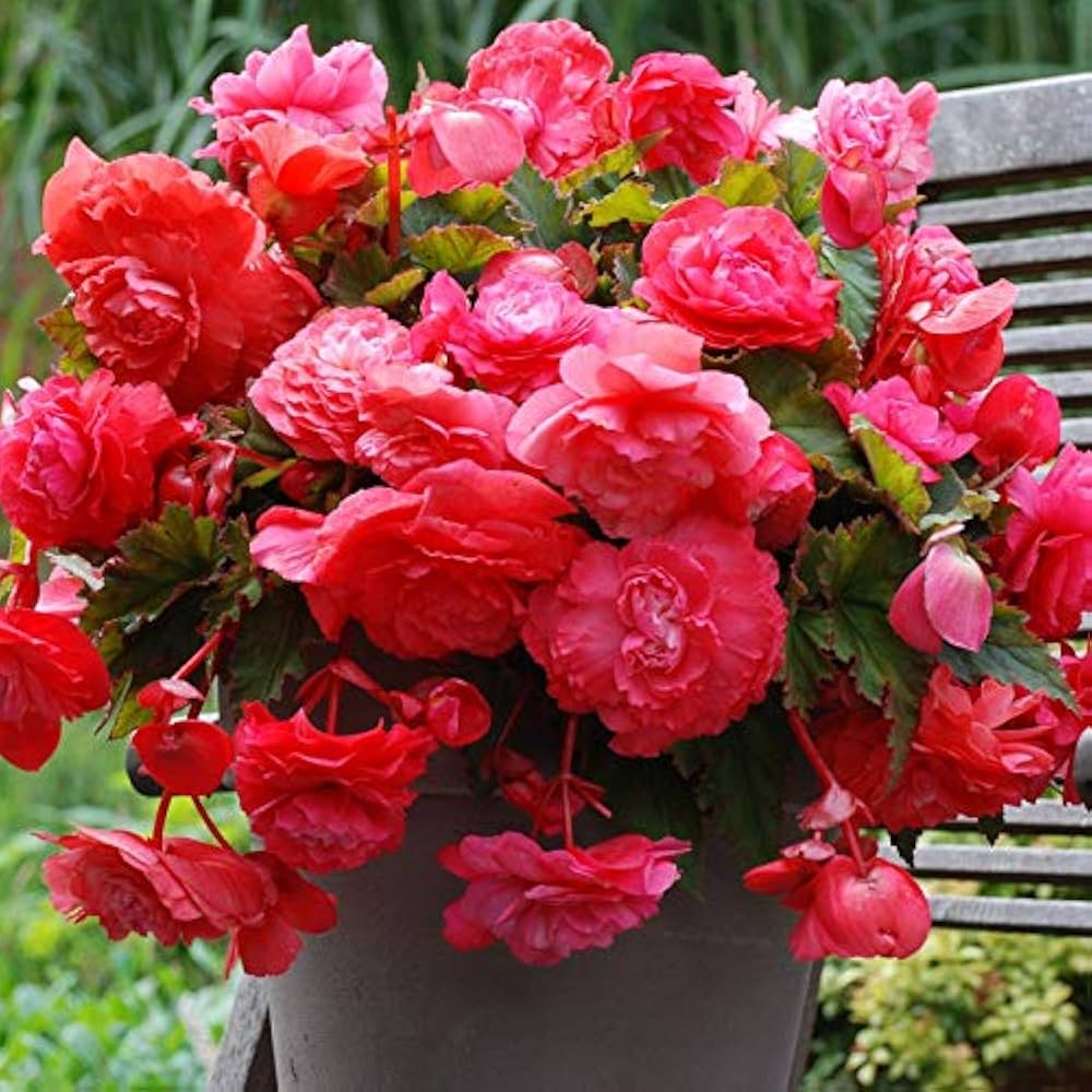 peach cream flower seeds