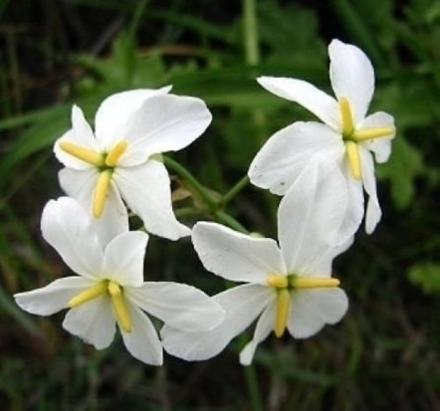 White Leucocoryne Flower Seeds for Planting, 100 pcs