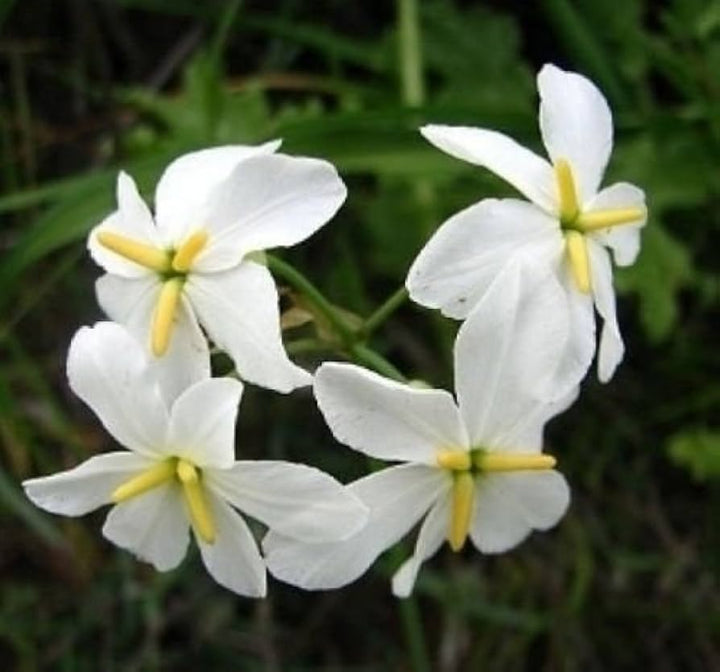 Hvide Leucocoryne blomsterfrø til udplantning, 100 stk