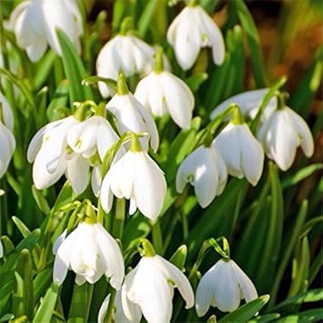 white snowdrop flower seeds