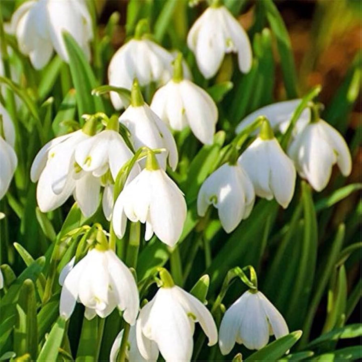 Hvide Galanthus Nivalis Blomsterfrø til udplantning - 100 stk