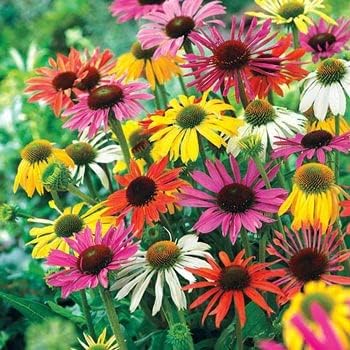 mixed echinacea flower seeds