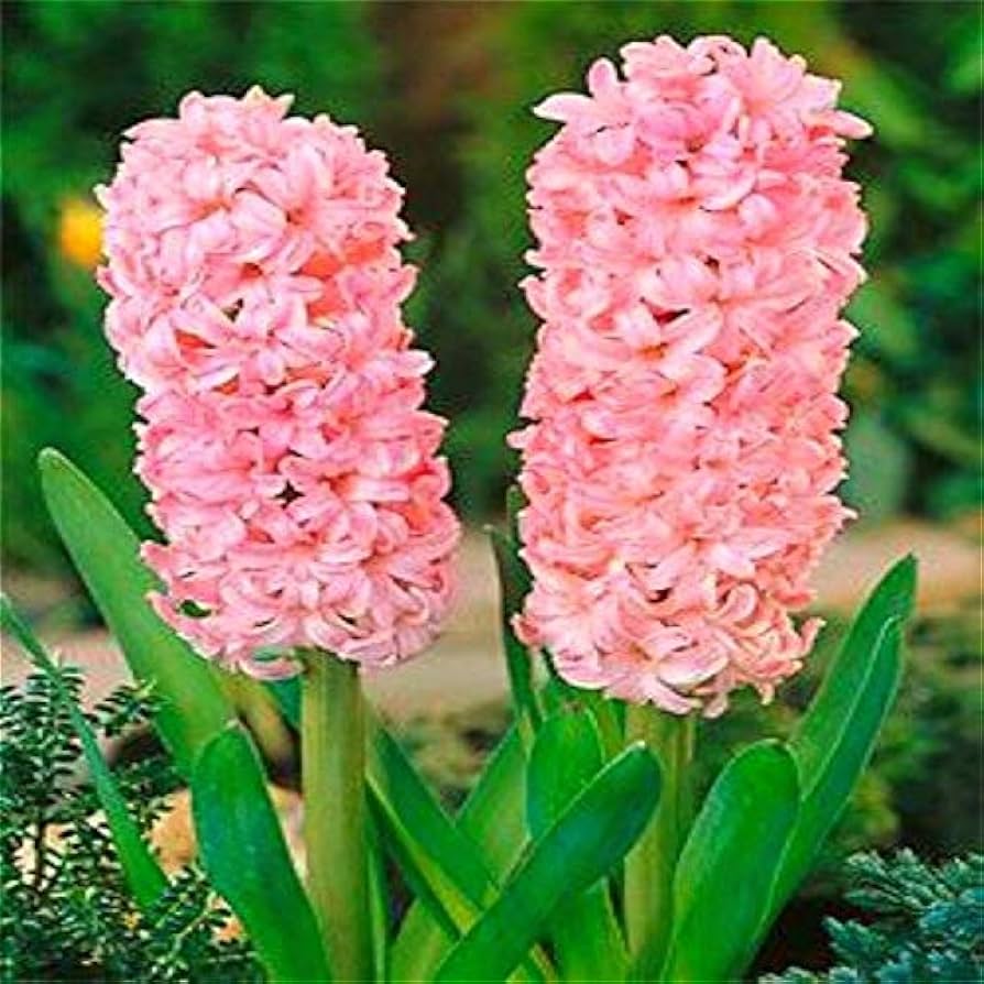 Hyacinthus Orientalis Seeds for Planting 100 pcs