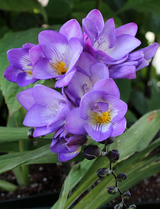 Heirloom Non-GMO Freesia Flower Seeds – Blue Blooms for Planting