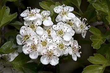 planting hawthorn seeds White Hawthorn (Crataegus Monogyna) Flower Seeds for Planting – Heirloom Non-GMO Organic Garden Seeds with High Germination