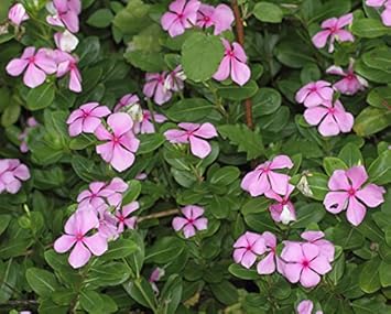 pink organic flower seeds