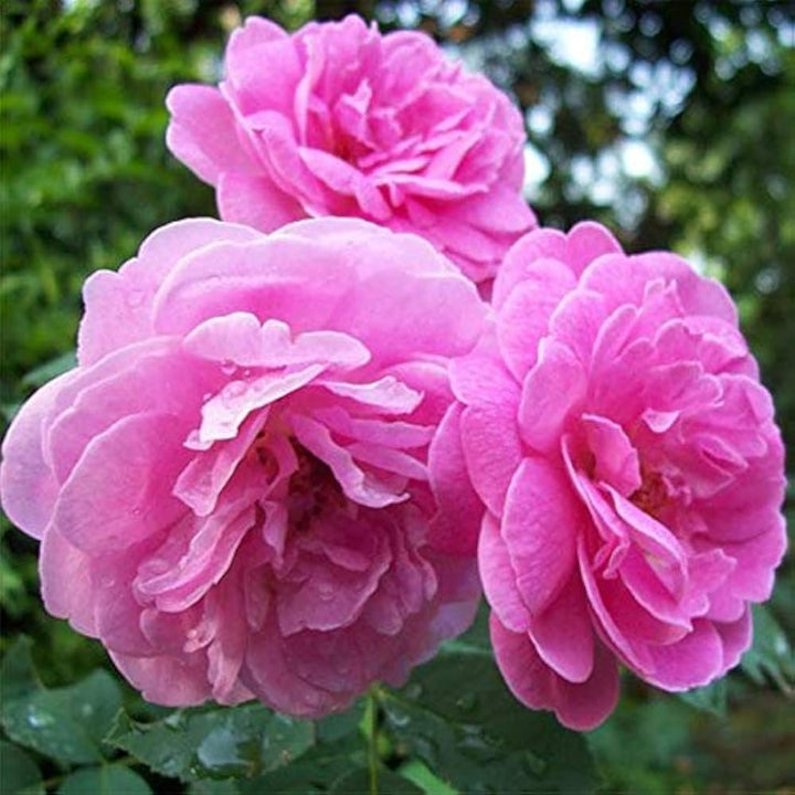 Pink Damask Rose Flower Seeds for Planting - 100 pcs