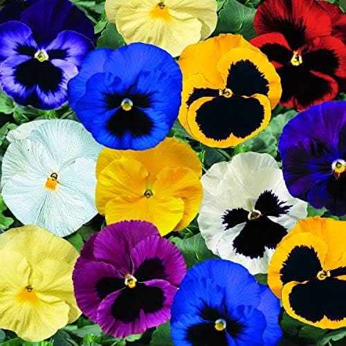 viola tricolor flower seeds