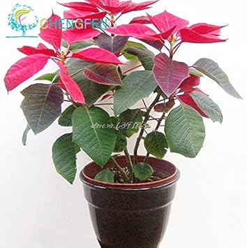 Flower Seeds, Seeds for Planting, Plant Seeds