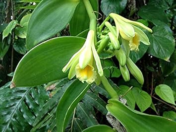 Flower Seeds, Seeds for Planting, Plant Seeds