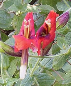 red organic flower seeds