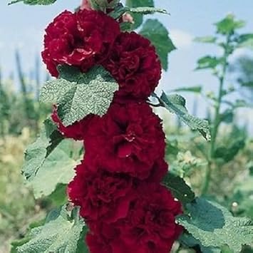 organic maroon flower seeds