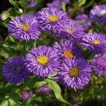 violet organic flower seeds