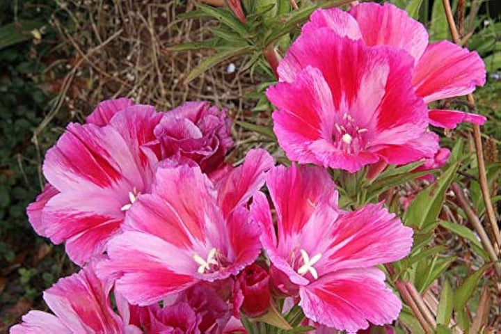 Pink Clarkia Amoena Flower Seeds for Planting – Heirloom Non-GMO High Germination Organic Garden Seeds