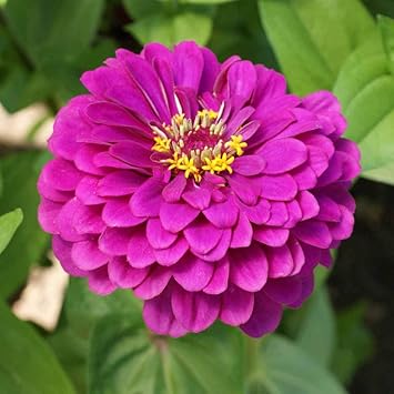 pink deep flower seeds