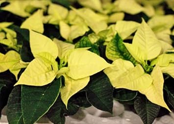 yellow heirloom flower seeds