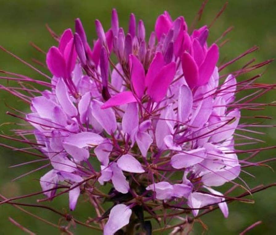 mauve spider flower seeds