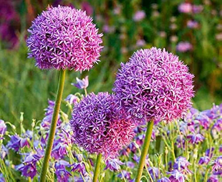 Giant Ornamental Allium Flower Seeds for Planting - Non-GMO Heirloom Flower Seeds