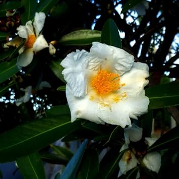 Flower Seeds, Seeds for Planting, Plant Seeds