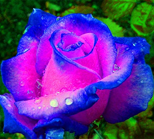 Fresh Rose Flower Seeds for Planting, Blue Pink 100 pcs