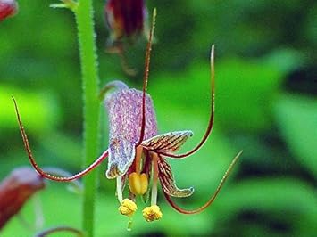 mothers menziesii flower seeds