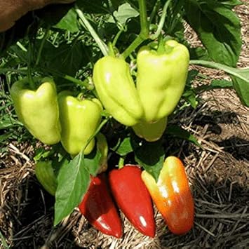 Sweet Gypsy Pepper Seeds for Planting