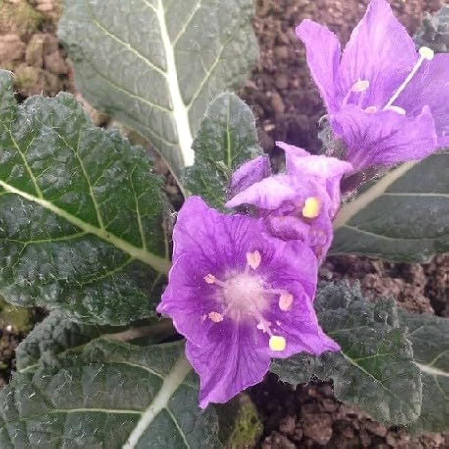 Mandragora blomsterfrø til plantning - 100 stk