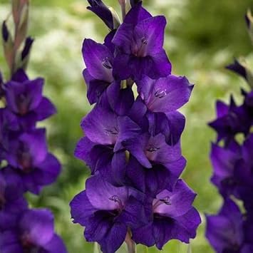 Flower Seeds, Seeds for Planting, Plant Seeds