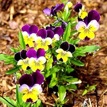 Purple Yellow Pansy Flower Seeds for Planting