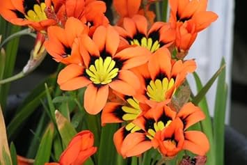 Flower Seeds, Seeds for Planting, Plant Seeds