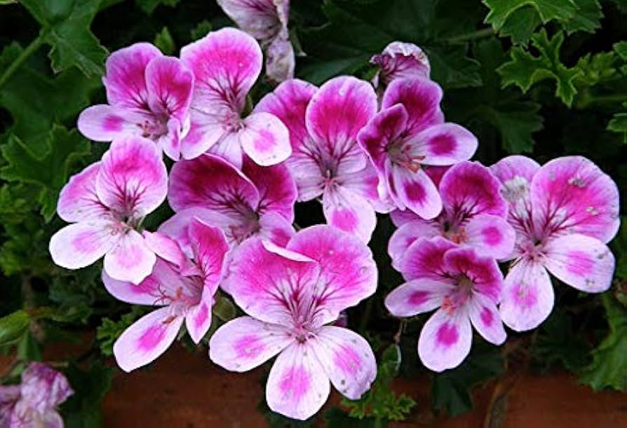 Geranium Flower Seeds for Planting, Pink White, 100 pcs