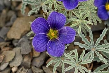 Flower Seeds, Seeds for Planting, Plant Seeds