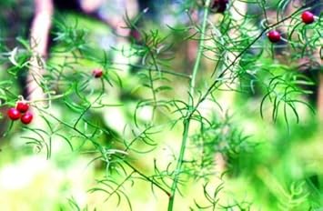 Green Wild Asparagus Vegetable Seeds for Planting, heirloom &amp; Non-GMO Seeds