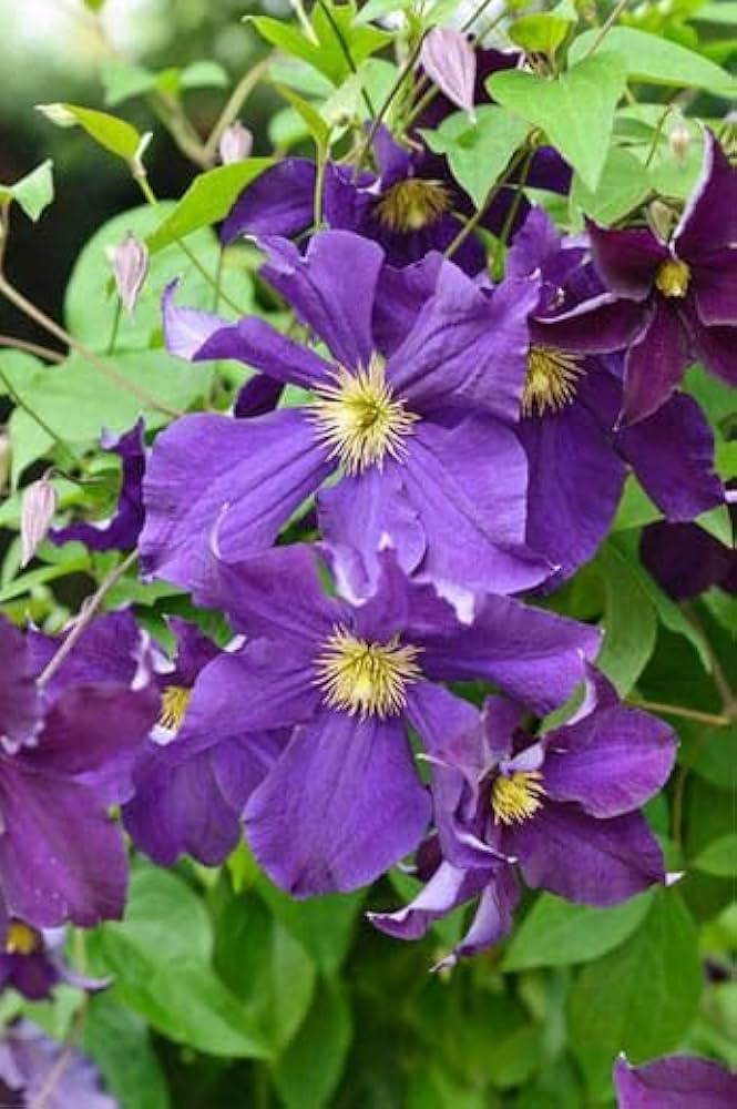 Clematis Flower Seeds Blue for Planting, 100 pcs