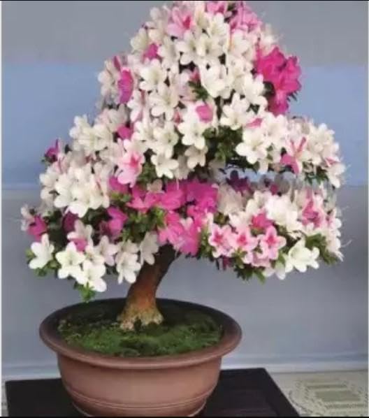 Mixed Simsii Bonsai Flower Seeds – Heirloom Non-GMO Seeds for Garden Planting