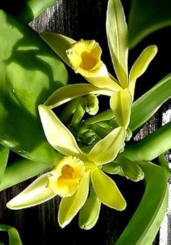 organic vanilla flower seeds