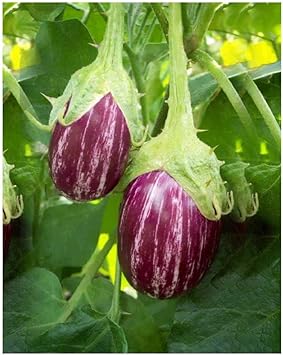 Heirloom Non-GMO Purple White Eggplant Seeds for Planting