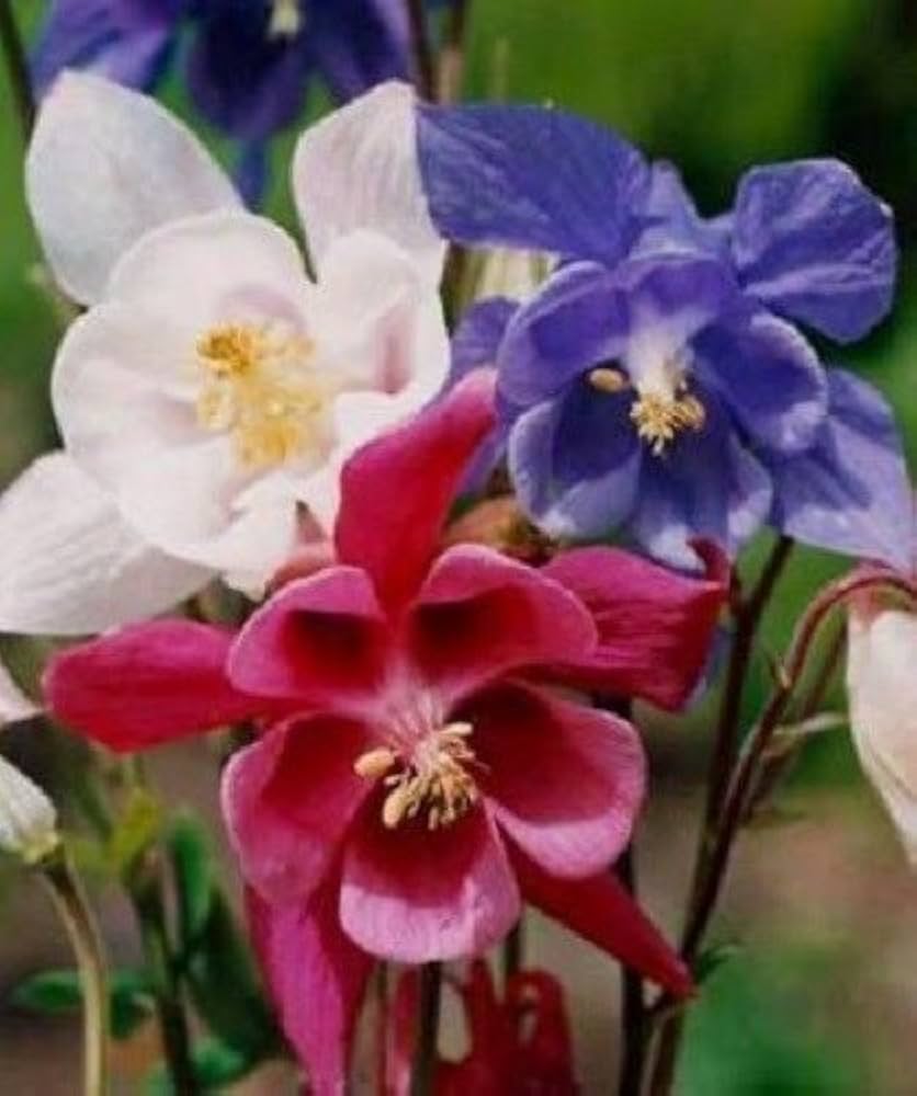 Red White Columbine Flower Seeds for Planting - 100 pcs