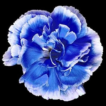 Blue Dianthus Caryophyllus Flower Seeds for Planting
