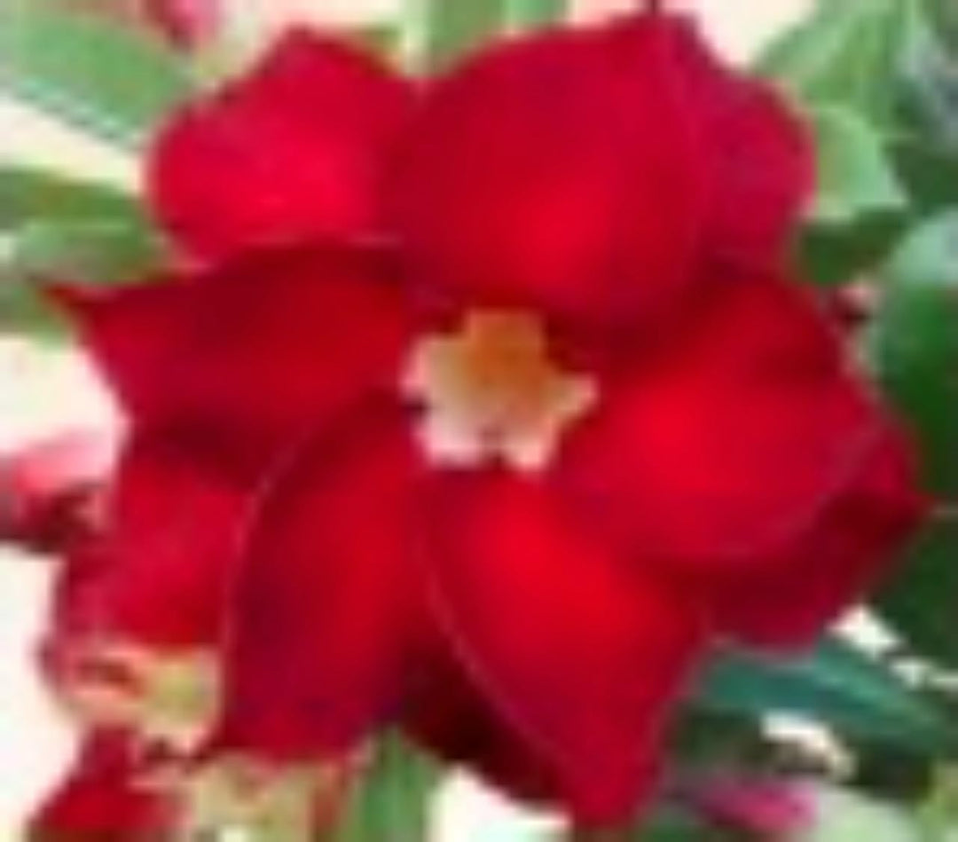 Flower Seeds, Seeds for Planting, Plant Seeds