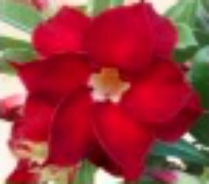 Flower Seeds, Seeds for Planting, Plant Seeds