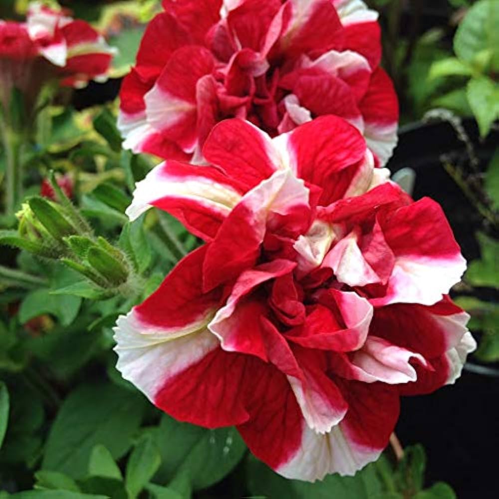 Fresh Petunia Flower Seeds for Planting, Red White 100 pcs