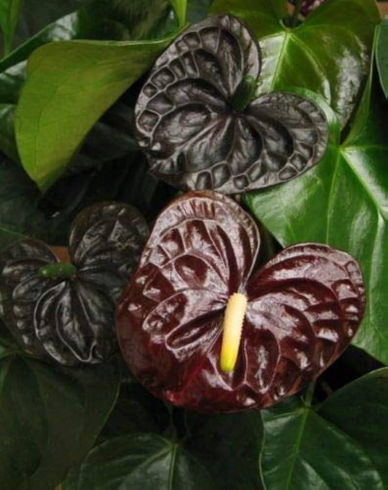 Anthurium Mørkebrune Blomsterfrø til Plantning 100 stk