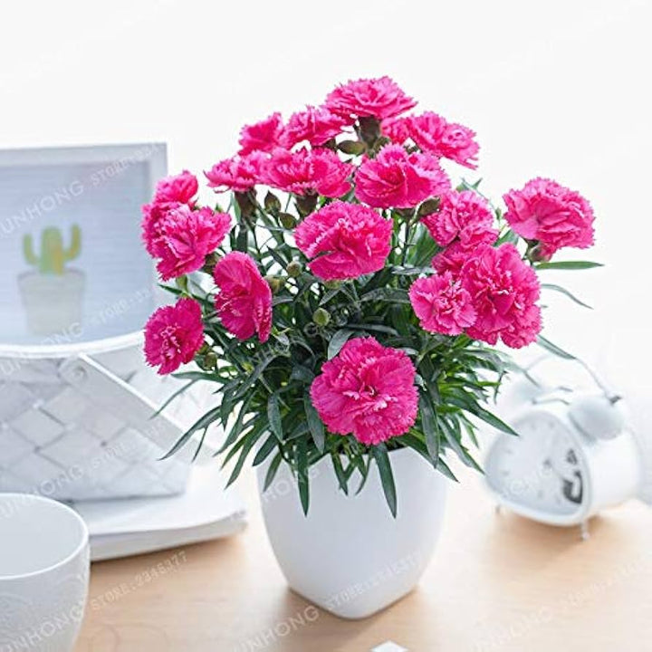 Pink Nellike Dianthus Blomsterfrø til Plantning 100 stk