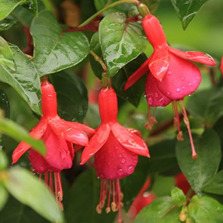 Fuchsia Flower Seeds for Planting Dark Pink Orange - Heirloom, Non-GMO, High Germination Organic Garden Seeds