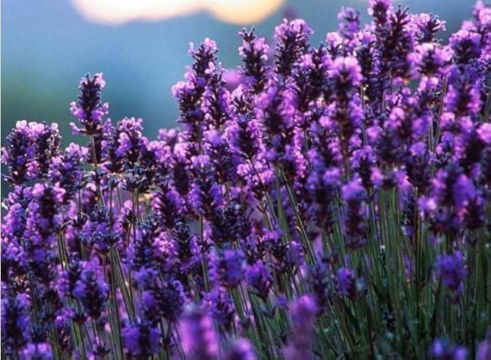 lavender lavandula flower seeds