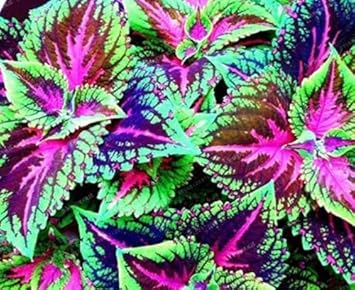 Flower Seeds, Seeds for Planting, Plant Seeds