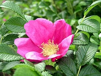 pink rugosa flower seeds