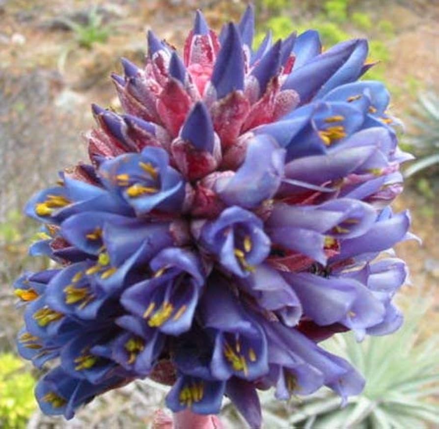 blue puya flower seeds