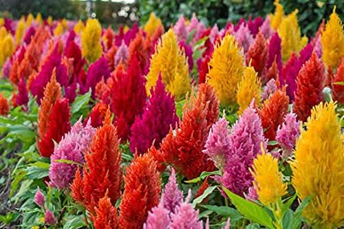 celosia spicata flower seeds